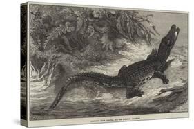 Alligator from Sumatra, for the Brighton Aquarium-Johann Baptist Zwecker-Stretched Canvas