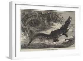 Alligator from Sumatra, for the Brighton Aquarium-Johann Baptist Zwecker-Framed Giclee Print