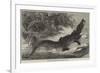 Alligator from Sumatra, for the Brighton Aquarium-Johann Baptist Zwecker-Framed Giclee Print