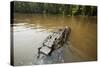 Alligator, Honey Island Swamp, Louisiana-Paul Souders-Stretched Canvas