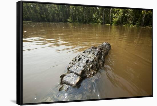 Alligator, Honey Island Swamp, Louisiana-Paul Souders-Framed Stretched Canvas
