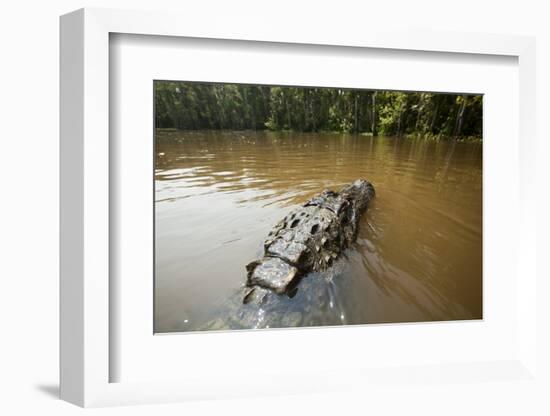 Alligator, Honey Island Swamp, Louisiana-Paul Souders-Framed Photographic Print