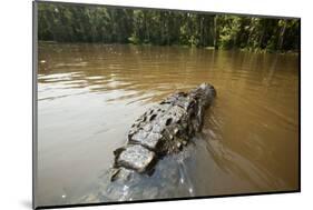 Alligator, Honey Island Swamp, Louisiana-Paul Souders-Mounted Photographic Print