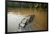 Alligator, Honey Island Swamp, Louisiana-Paul Souders-Framed Photographic Print