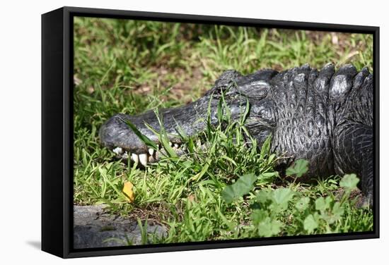 Alligator in Grass-Lantern Press-Framed Stretched Canvas