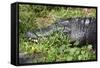 Alligator in Grass-Lantern Press-Framed Stretched Canvas