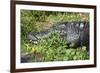 Alligator in Grass-Lantern Press-Framed Premium Giclee Print