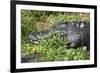 Alligator in Grass-Lantern Press-Framed Premium Giclee Print