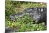 Alligator in Grass-Lantern Press-Mounted Premium Giclee Print