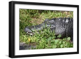 Alligator in Grass-Lantern Press-Framed Art Print