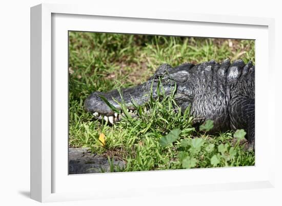 Alligator in Grass-Lantern Press-Framed Art Print