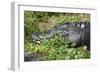 Alligator in Grass-Lantern Press-Framed Art Print