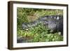 Alligator in Grass-Lantern Press-Framed Premium Giclee Print