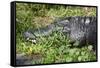 Alligator in Grass-Lantern Press-Framed Stretched Canvas