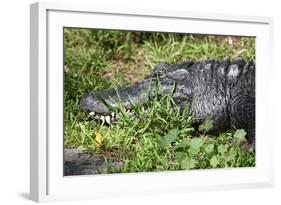 Alligator in Grass-Lantern Press-Framed Art Print