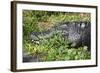 Alligator in Grass-Lantern Press-Framed Art Print
