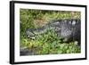 Alligator in Grass-Lantern Press-Framed Art Print