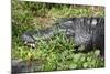 Alligator in Grass-Lantern Press-Mounted Art Print