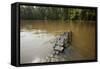 Alligator in Honey Island Swamp in Louisiana-Paul Souders-Framed Stretched Canvas