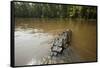 Alligator in Honey Island Swamp in Louisiana-Paul Souders-Framed Stretched Canvas