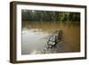 Alligator in Honey Island Swamp in Louisiana-Paul Souders-Framed Photographic Print