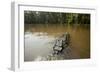 Alligator in Honey Island Swamp in Louisiana-Paul Souders-Framed Photographic Print