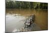 Alligator in Honey Island Swamp in Louisiana-Paul Souders-Mounted Photographic Print