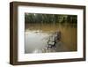 Alligator in Honey Island Swamp in Louisiana-Paul Souders-Framed Photographic Print