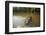 Alligator in Honey Island Swamp in Louisiana-Paul Souders-Framed Photographic Print