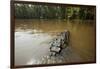 Alligator in Honey Island Swamp in Louisiana-Paul Souders-Framed Photographic Print