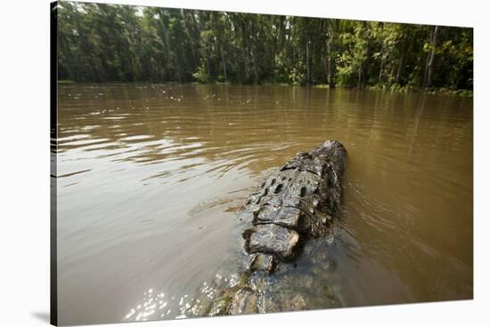 Alligator in Honey Island Swamp in Louisiana-Paul Souders-Stretched Canvas