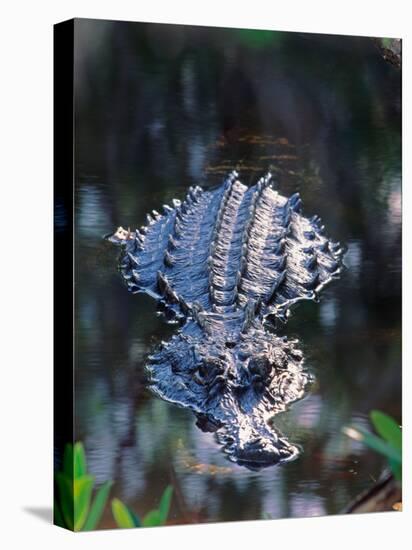 Alligator in Shallow Water-Charles Sleicher-Stretched Canvas