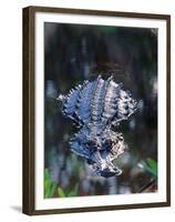 Alligator in Shallow Water-Charles Sleicher-Framed Premium Photographic Print