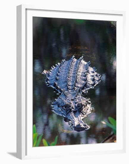 Alligator in Shallow Water-Charles Sleicher-Framed Premium Photographic Print