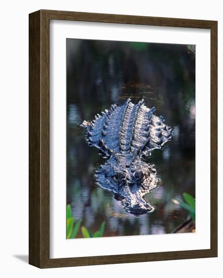 Alligator in Shallow Water-Charles Sleicher-Framed Photographic Print