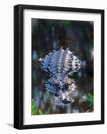 Alligator in Shallow Water-Charles Sleicher-Framed Photographic Print