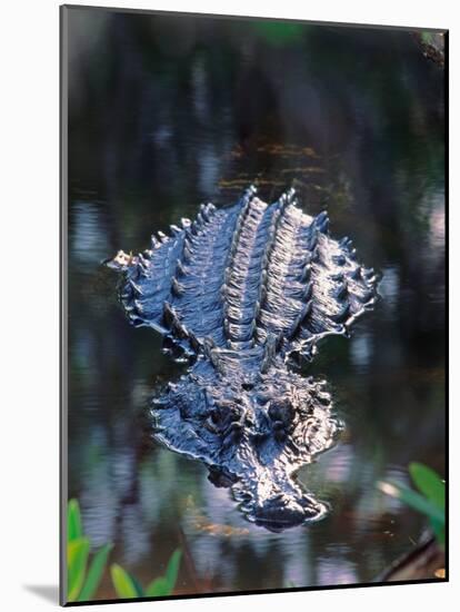 Alligator in Shallow Water-Charles Sleicher-Mounted Photographic Print
