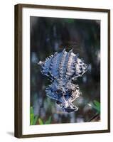 Alligator in Shallow Water-Charles Sleicher-Framed Photographic Print