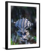 Alligator in Shallow Water-Charles Sleicher-Framed Photographic Print