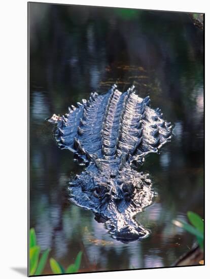 Alligator in Shallow Water-Charles Sleicher-Mounted Photographic Print