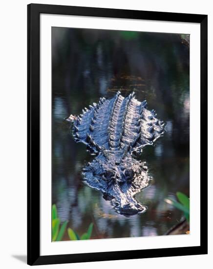 Alligator in Shallow Water-Charles Sleicher-Framed Photographic Print