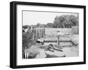 Alligator Joe and His Pets, Palm Beach, Fla.-null-Framed Photo