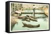 Alligator Joe, Palm Beach, Florida-null-Framed Stretched Canvas