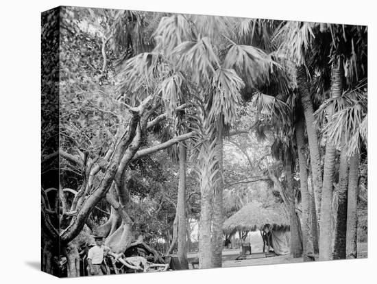 Alligator Joes Bungalow, Palm Beach, Fla.-null-Stretched Canvas