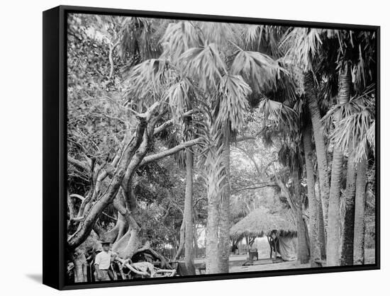 Alligator Joes Bungalow, Palm Beach, Fla.-null-Framed Stretched Canvas