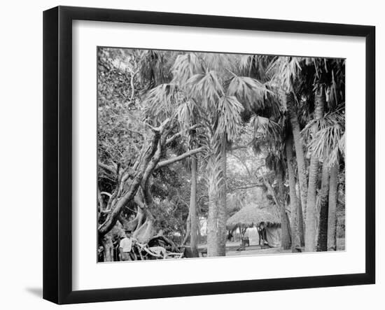 Alligator Joes Bungalow, Palm Beach, Fla.-null-Framed Photo