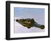 Alligator Lying in Wait for Prey, Ding Darling NWR, Sanibel Island, Florida, USA-Charles Sleicher-Framed Photographic Print