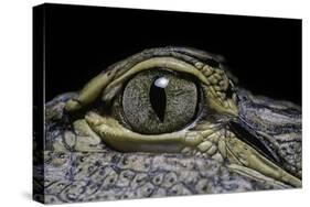 Alligator Mississippiensis (American Alligator) - Eye-Paul Starosta-Stretched Canvas