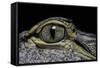 Alligator Mississippiensis (American Alligator) - Eye-Paul Starosta-Framed Stretched Canvas