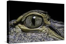 Alligator Mississippiensis (American Alligator) - Eye-Paul Starosta-Stretched Canvas